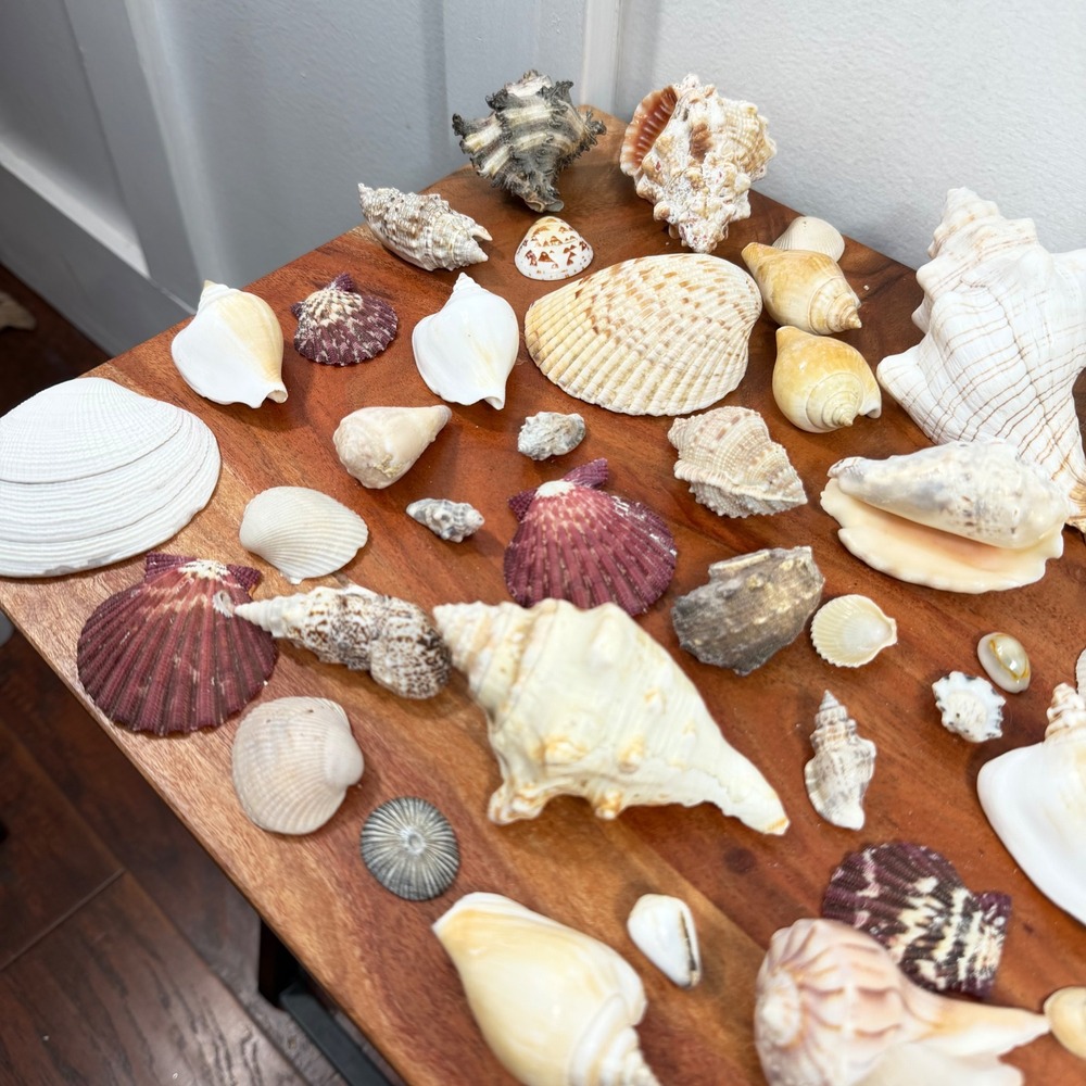 Large Assorted Sea Shell Collection Natural Conch Scallop Whelk Beach Decor Lot - Picture 15 of 16